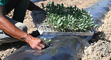 Adabahçe bu kış da sofralara lezzet ve bereket katacak