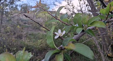 Adana'da erik ağacı çiçek açtı