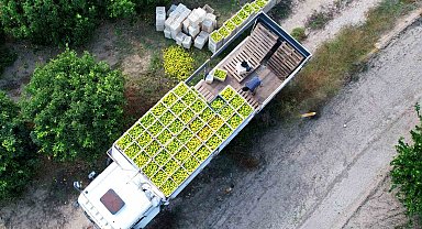 Adana'da mandalinadan 500 bin ton verim bekleniyor