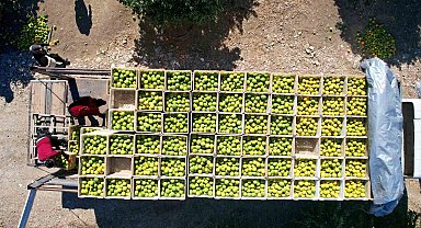 Adana'da portakaldan 371 bin ton verim bekleniyor