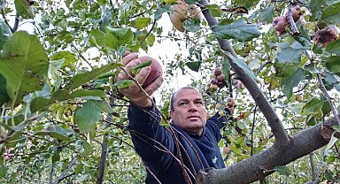 Adana'da zirveye kar yağdı, elma hasadı erken yapıldı