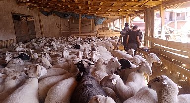 Afyonkarahisar'da şap ve brucella aşısı yapıldı