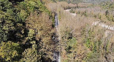 Ağaç tünelli yollarda sonbahar cümbüşü