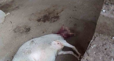 Ağıla giren köpekler 13 koyunu yaraladı
