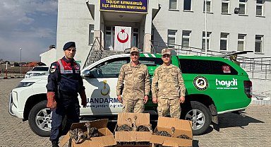 Ağrı'da yolcu otobüsünde 6 yavru deve kuşu ele geçirildi