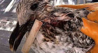 Ağzına misina dolanan kuş kurtarıldı