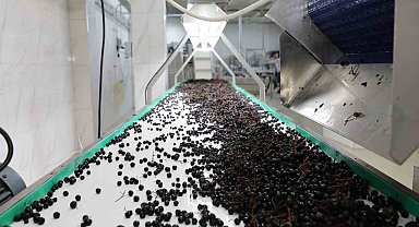 Akçahasat tesisinde ürün alımları devam ediyor