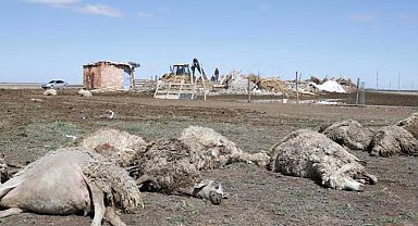 Aksaray'da sürüye saldıran kurtlar 100 koyunu telef etti