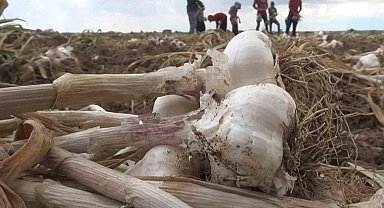 Aksaray'ın organik sarımsağına yurtdışından talep arttı