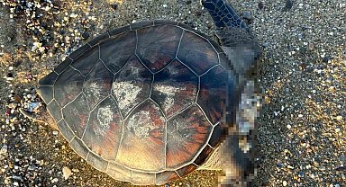 Alanya'da caretta caretta ölüsü bulundu
