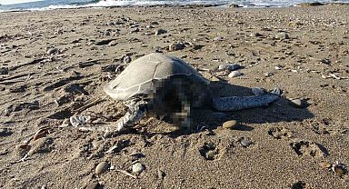 Alanya'da son bir haftada iki caretta caretta ölü bulundu