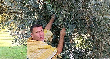 Aliağa'da zeytin hasadı yaklaşıyor, maliyetler üreticileri düşündürüyor