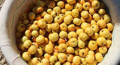 Alıçta hasat başladı