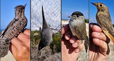 ALKÜ öncülüğünde Kıbrıs'ın ilk kuş halkalama istasyonu kuruldu