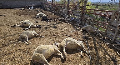 Amasya'da ağıla giren kurtlar, koyun sürüsünün yarısını telef etti