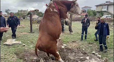 Amasya'da çukura düşen inek vinç yardımıyla kurtarıldı