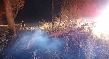 Anız yangını ağaçlara zarar verdi