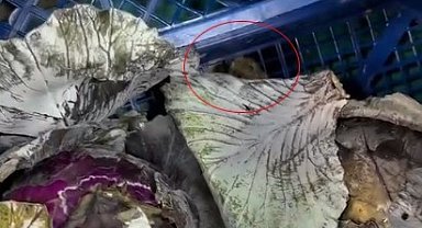 Ankara'da bir marketin meyve sebze reyonunda fare gezdiği görüldü