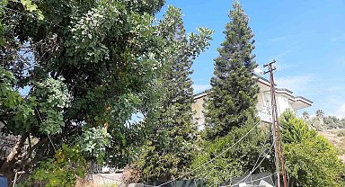 Antalya'da ağaç dalları arasından giden elektrik hattı tedirginliği