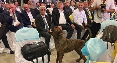 Antalya'da fuar alanına girip dron kovalayan köpek gülümsetti