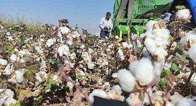 Araban Ovası'nda makineli pamuk hasadı başladı