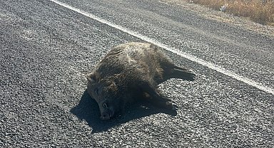 Aracın çarptığı domuz telef oldu