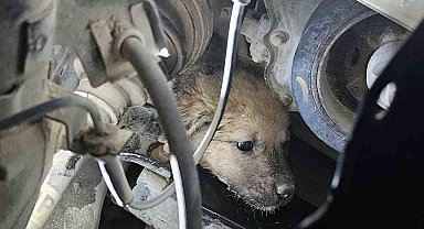 Aracın motoruna giren yavru köpek, lastik sökülerek kurtarıldı