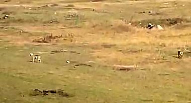 Arazide dolaşan 2 kurt böyle görüntülendi