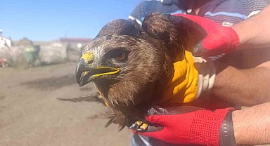Ardahan'da yaralı bulunan kara çaylak tedaviye alındı