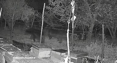 Arı kovanlarına dadanan ayılar elektrikli tellerden geçemedi: O anlar kamerada