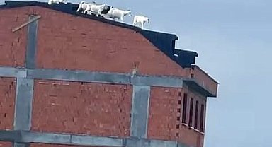 Arnavutköy'de kaçan keçiler binanın çatısına çıktı