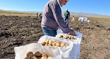 Arpaçay'da kışlık patates hasadı başladı
