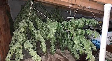 Artvin'de 8 kilogram kubar esrar ele geçirildi