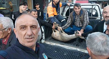 Artvin'de dereye düşen karacayı vatandaşlar kurtardı