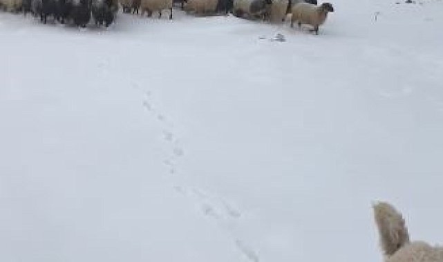 Artvin'de kar yağışı sürü sahiplerine zor anlar yaşattı