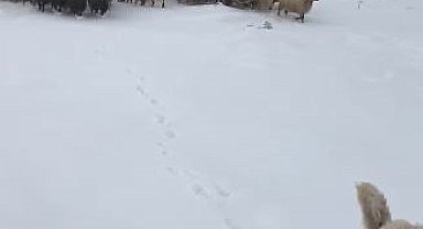 Artvin'de kar yağışı sürü sahiplerine zor anlar yaşattı