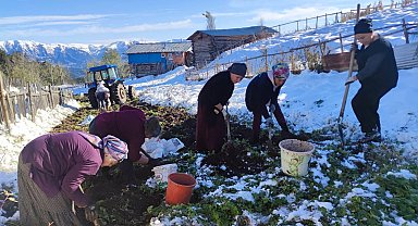 Artvin'e kış erken gelince patates hasadı kar altından yapıldı