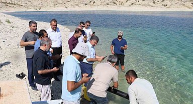 Atatürk Baraj Göleti'ne 2 buçuk milyon şabut balığı yavrusu bırakıldı