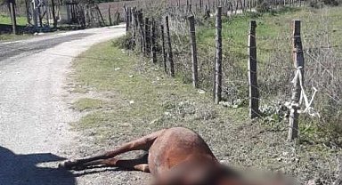 Atı silahla vurup, yol kenarına attılar