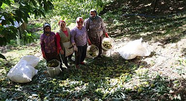 Aydın dağlarında kestane hasadı telaşı başladı