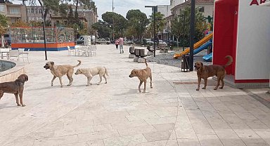 Aydın'da 'sokak köpekleri sorunu' büyüyor