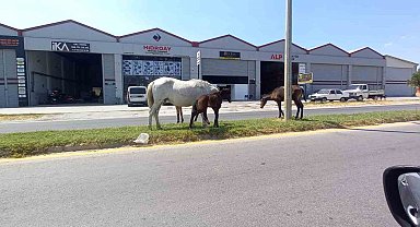 Aydın'da başıboş atlar tehlike saçıyor
