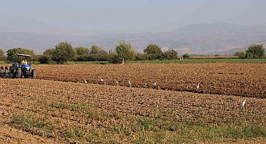Aydın'da su kuşları, çiftçilerin tarladaki yoldaşı oluyor