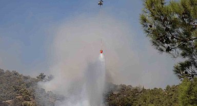 Aydın'da zeytinlik yangını