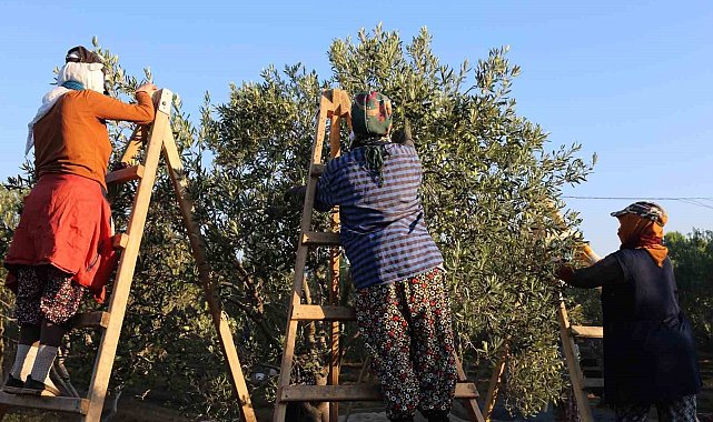 Ayvalık'ta dua ve hayır yemekleriyle ilk hasat