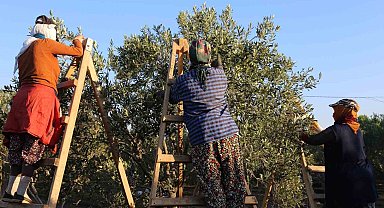 Ayvalık'ta dua ve hayır yemekleriyle ilk hasat