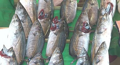 Balık tezgahlarında son 3-4 senenin en bol palamut sezonu yaşanıyor