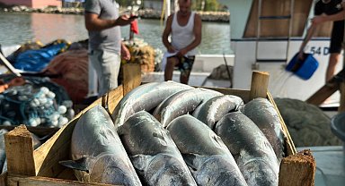 Balıkçılar önümüzdeki günlerde Karadeniz'de palamut bolluğu bekliyor
