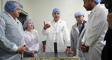 Balıkesir bamyasını cips yapıp 15 kat değer kattılar...Amerika pazarına gönderdiler