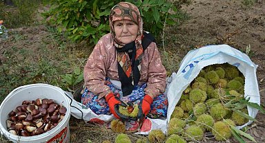 Balıkesir'de kestane hasadı başladı